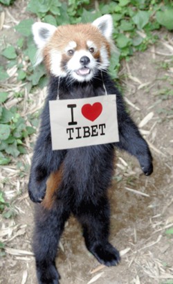 チベットの絶滅危惧種レッサーパンダ