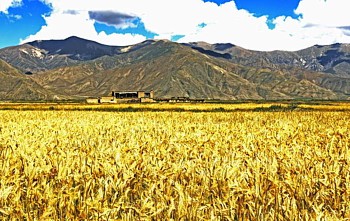 チベットの穀倉地帯